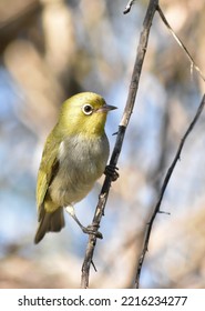 Australian Yellow White-eye Bird Perched On Small Tree Branch, Blurred Background
