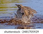 Australian Yellow-faced Honeyeater having a quick bath