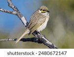 Australian Yellow-faced Honeyeater perched on tree limb