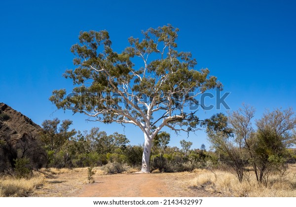 Australia\'s largest Ghost Gum tree in Trephina\
Gorge Nature Park. Recognised by the National Register of Big\
Trees. Alice Springs, Northern\
Territory.