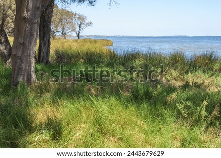 Australind, Western Australia - March 9, 2024: A southern view of the tree and grass-lined foreshore by Leschenault Estuary on a sunny day