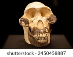 Australopithecus afarensis is an extinct species of australopithecine which lived from about 3.9–2.9 million years ago (mya) in the Pliocene of East Africa.