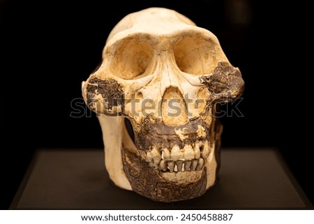 Australopithecus afarensis is an extinct species of australopithecine which lived from about 3.9–2.9 million years ago (mya) in the Pliocene of East Africa.