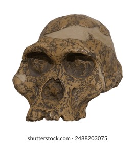 Australopithecus africanus is an extinct species of australopithecine which lived between about 3.3 and 2.1 million years ago in the Late Pliocene to Early Pleistocene of South Africa. Rome