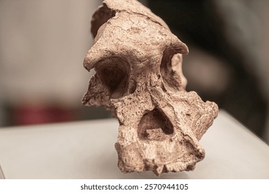 Australopithecus africanus Australopithecus africanus is an extinct species of australopithecine which lived between about 3.3 and 2.1 million years ago