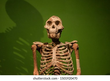 australopithecus skeleton on a green background - Shutterstock ID 1501920470