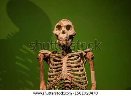 australopithecus skeleton on a green background