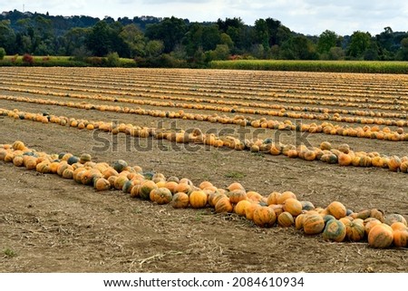 Austria, pumpkins prepared in rows for machine harvesting, from which Styrian pumpkinseed oil is made