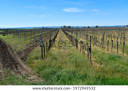 Austria, viticulture in Burgenland in the Neusiedler See-Seewinkel National Park, part of the Pannonian lowlands, landscape with sprouting vines Stock photo © 