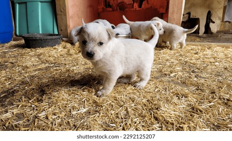 An Austrialian Cattle Dog and puppies in the background - Powered by Shutterstock