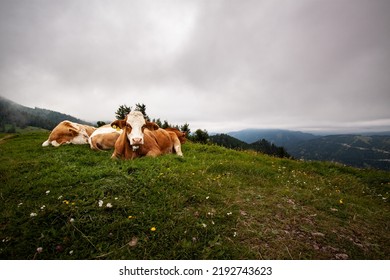 Austrian Eastern Alps In Summer