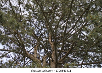 Austrian Pine Male Branch Blossom