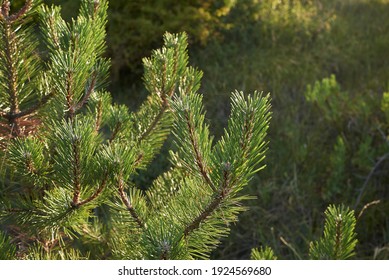 Austrian Pine Tree In Bloom