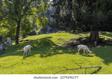 Austrian white deer graze on green grass under trees in the Alps - Shutterstock ID 2279296177
