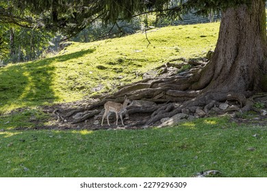 Austrian white deer graze on green grass under trees in the Alps - Shutterstock ID 2279296309