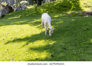 Austrian white deer graze on green grass under trees in the Alps - Shutterstock ID 2279296311