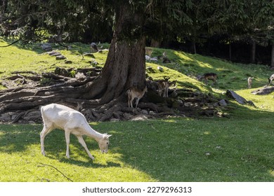 Austrian white deer graze on green grass under trees in the Alps - Shutterstock ID 2279296313
