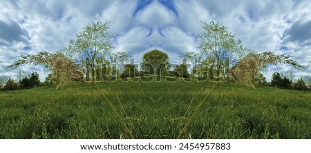 Similar – Huge yellow-flowering wild fennel plants, behind them a green grain field shortly after sowing.