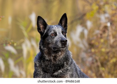 Ausyralian Cattle Dog Portrait