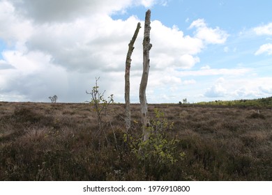 Autentic Natural Irish Bog Landscape 