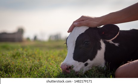 Authentic close up shot of young woman farmer hand is caressing  an ecologically grown newborn calf used for biological milk products industry on a green lawn of a countryside farm with a sun shining. - Shutterstock ID 1482179171