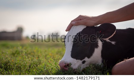 Authentic close up shot of young woman farmer hand is caressing  an ecologically grown newborn calf used for biological milk products industry on a green lawn of a countryside farm with a sun shining.