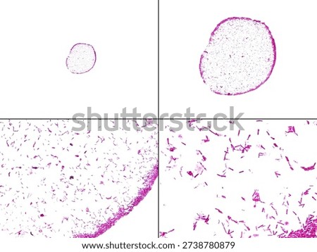 Authentic light micrograph for educational use: magnification progression of Bacillus subtilis from a liquid culture drop to rod-shaped bacteria and granular endospores. Realistic pink-stained smear with natural biological debris.
