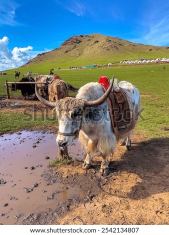 Authentic Mongol Nomad Show, demonstration of a traditional living way of real Mongolian nomads, an attractive for tourists in Mongolia