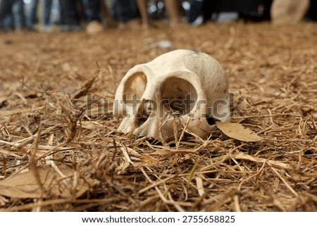 Authentic Monkey Skull on Dry Grass - Real Primate Bone Specimen for Macabre Decor