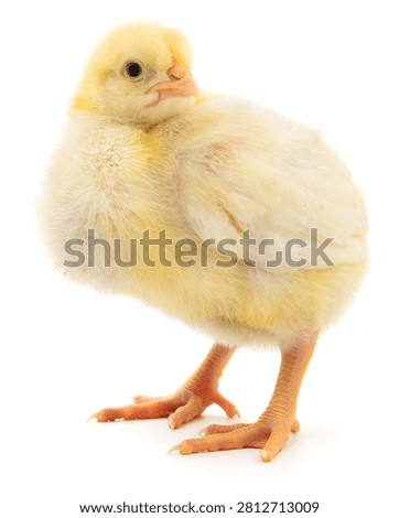 Authentic photography capturing a small, fluffy yellow baby chicken standing and looking back. Real camera capture of a cute little chick, perfectly isolated on a clean white background.