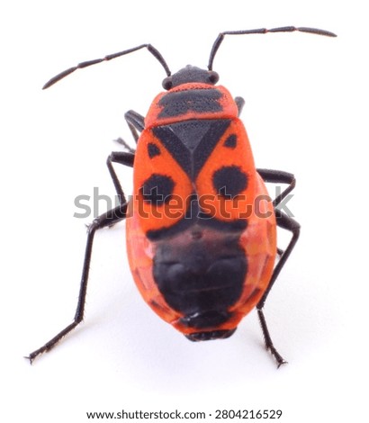 Authentic photography of a red firebug insect close up. Real camera capture of a wingless Pyrrhocoris apterus on a clean white background.