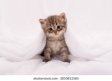 Authentic photography of a tiny tabby kitten looking directly at the camera while sitting wrapped in a soft white blanket. Real camera capture of a cute, fluffy domestic newborn pet.