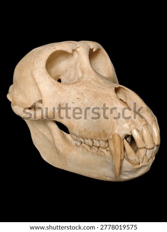 Authentic primate skull with large canine teeth isolated on black background. Lateral view of monkey cranium bone