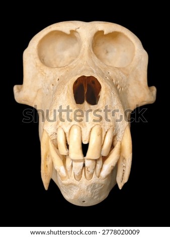 Authentic primate skull with large canine teeth isolated on black background. Lateral view of monkey cranium bone