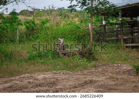 An authentic and rustic rural farm scene in the countryside of Northeast Brazil, with an overgrown field and a weathered log