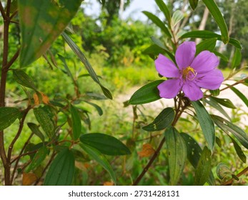 Authentic Wild Flower Close-Up: Delicate Purple Blooms with Wilting Petals and Holed Leaves in Natural Habitat