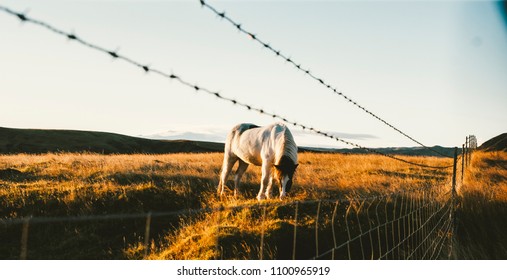 Authentic wild Icelandic horses in nature riding. - Shutterstock ID 1100965919