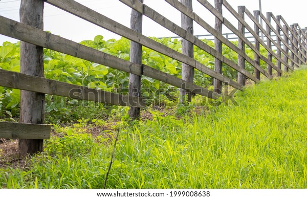 Authentic wooden fence in the village. Handmade\
wooden fence made of boards. Old fence, rural landscape.\
Well-trodden path along the fence in the\
field
