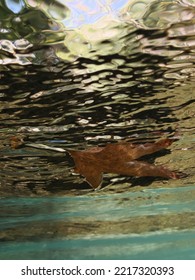 Autmn Leaf Underwater Scenery On Pond Drifting End Of Summer