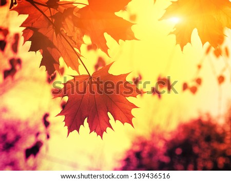 Autmn leafs on the sky background