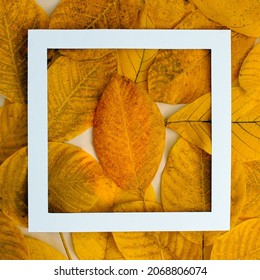 Autmn Leaves Composition.  Walnut And Plane Tree Leaf Background In White Frame. Falling Leaves.