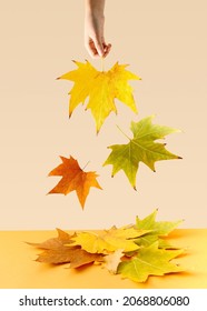 Autmn Leaves Composition.  Walnut And Plane Tree Leaf Background In White Frame. Falling Leaves.