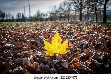 Autmn Maple Leaf Standing Out In Dry Leaves