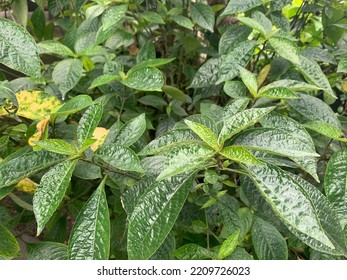 Auto Focus. Indonesian Plant Name Is KECIBLING On Stock Photo