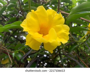 Auto Focus Shot Of Yellow Flowers In The Garden On Stock Photo