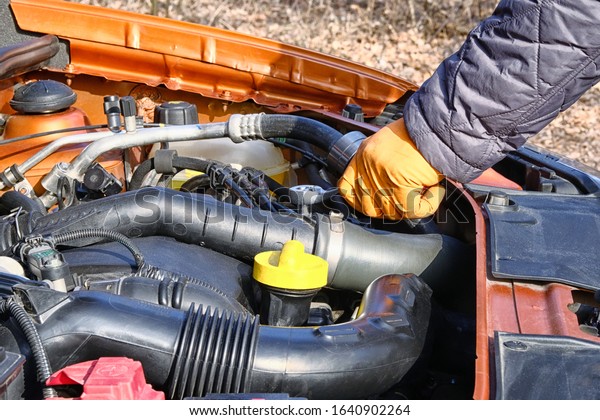 Auto maintenance and repair concept. Hands of\
driver in orange rubber gloves checks car, open hood. Cars and\
transportation repairing, close\
up.