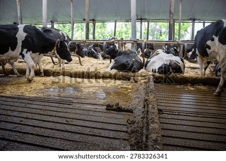 auto scraper for manure in stall full of black and white cows in the netherlands