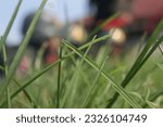 Autofocus photo of grass in the field
