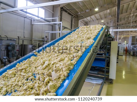Automated biscuit cookies production processing plant conveyor. Conveyor belt transfers or moving the dough
