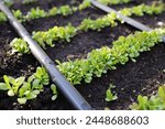 An automated drip irrigation system watering lettuce plants grown in a garden bed, using biological methods. An automated drip irrigation system has been installed. Home gardening concept